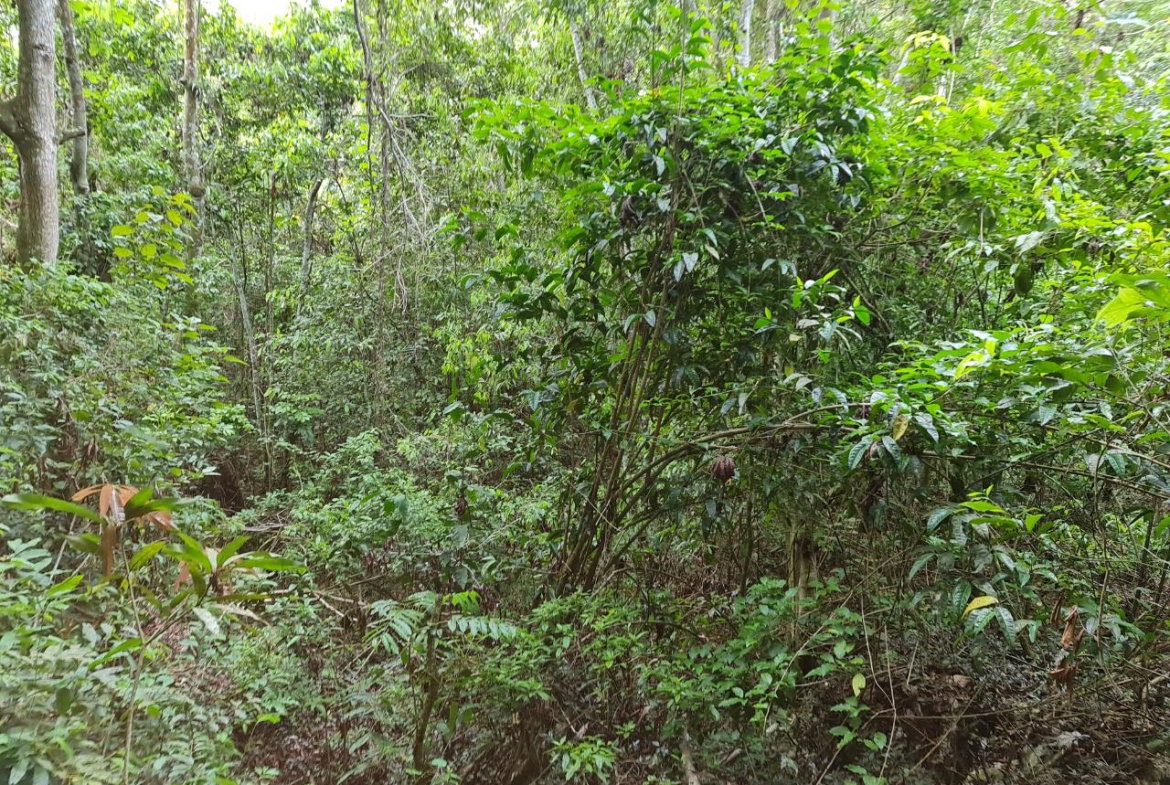 Twelfth image of Cavaliers in Cavaliers, St. Andrew, Jamaica - property is For Sale