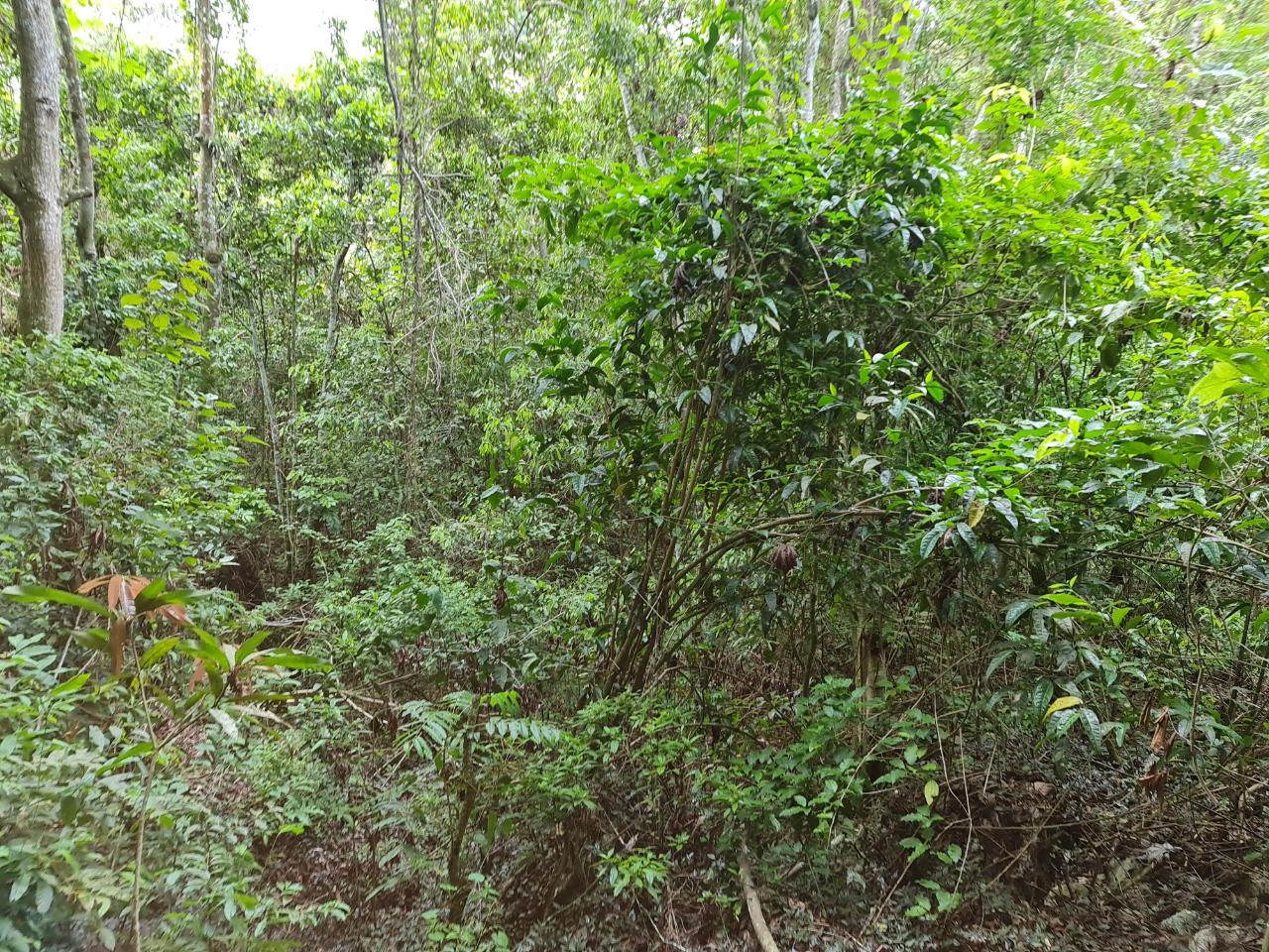 Twelfth image of Cavaliers in Cavaliers, St. Andrew, Jamaica - property is For Sale