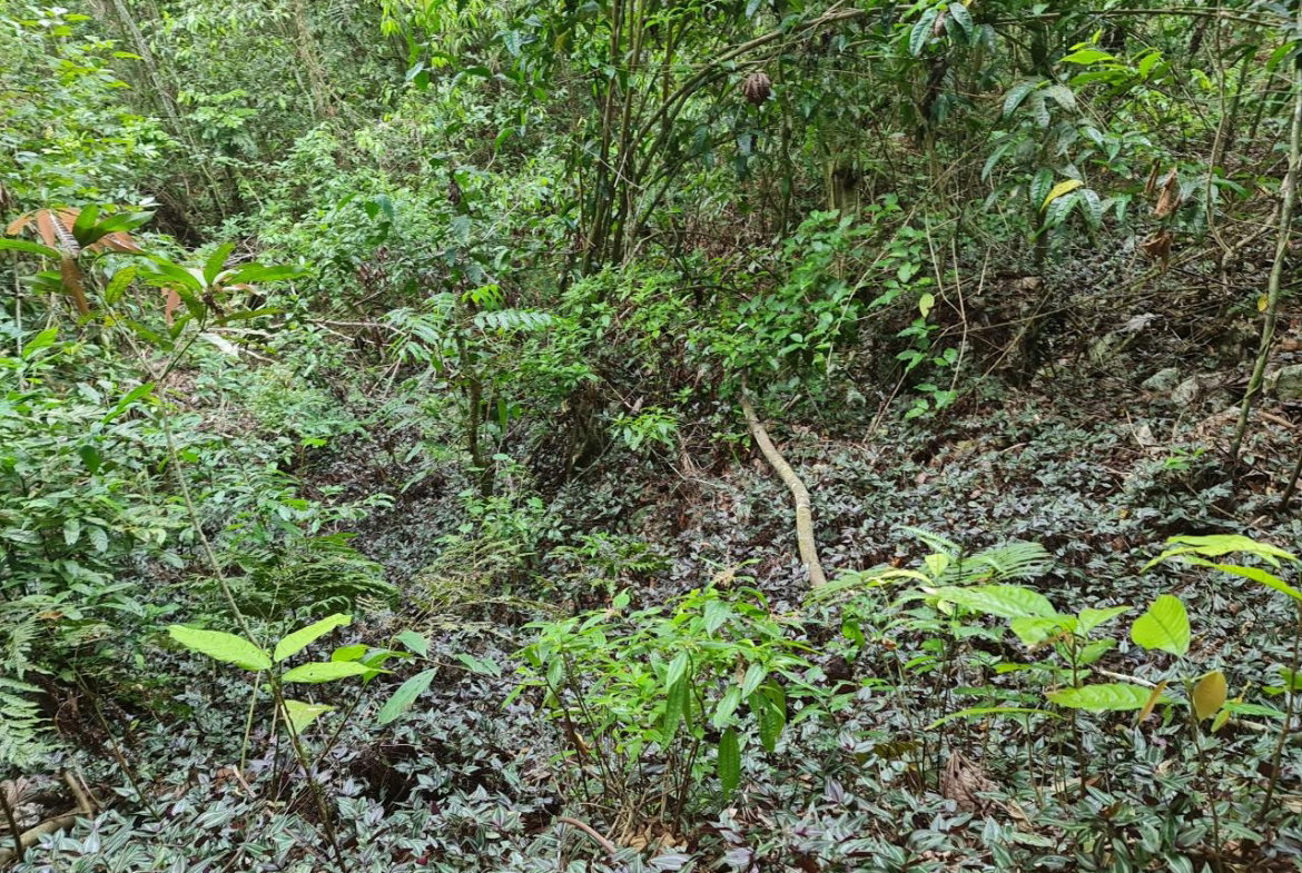 Fourth image of Cavaliers in Cavaliers, St. Andrew, Jamaica - property is For Sale