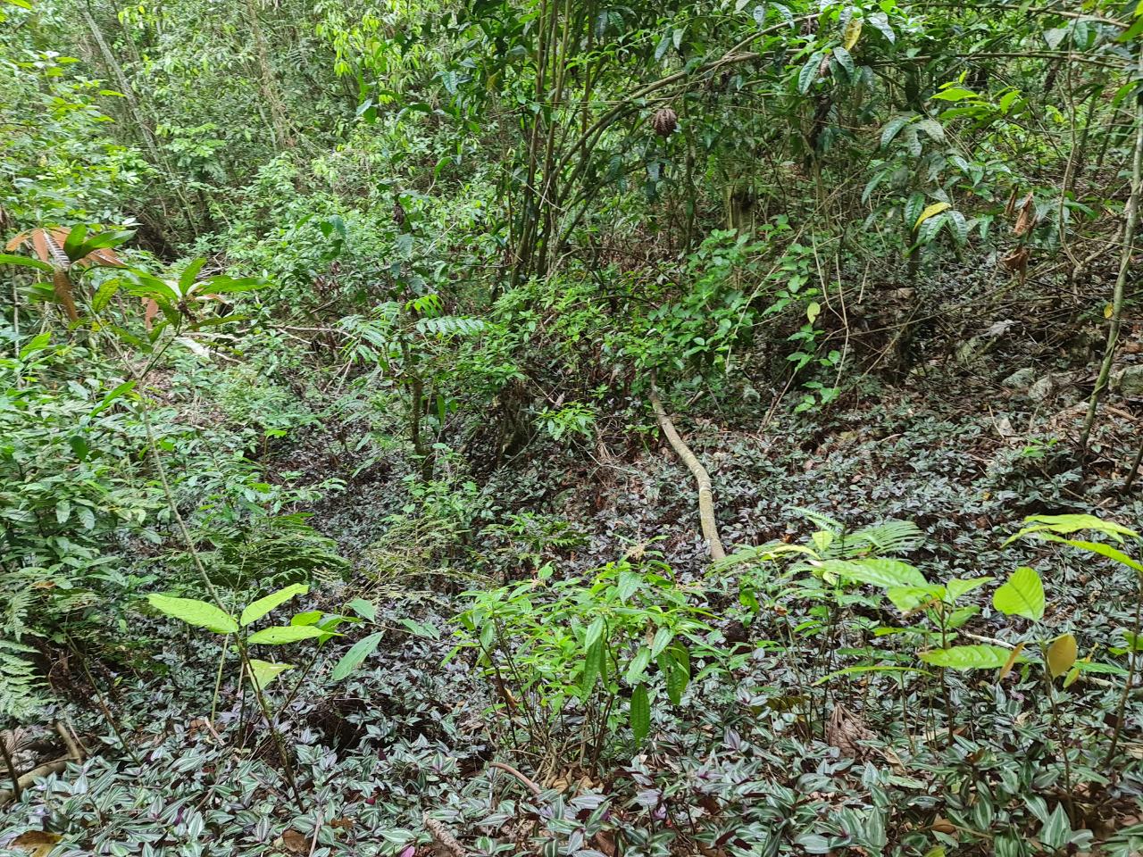 Fourth image of Cavaliers in Cavaliers, St. Andrew, Jamaica - property is For Sale