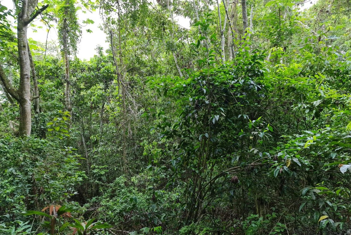 Fifth image of Cavaliers in Cavaliers, St. Andrew, Jamaica - property is For Sale