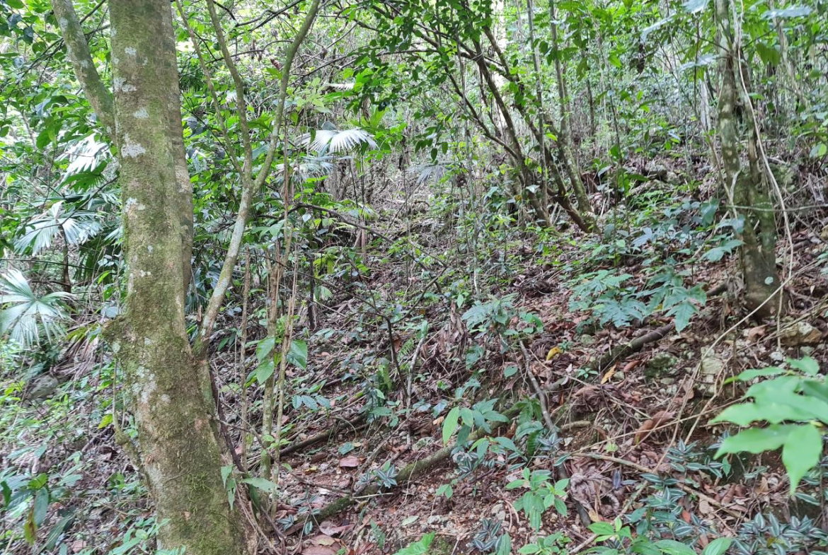 Eighth image of Cavaliers in Cavaliers, St. Andrew, Jamaica - property is For Sale