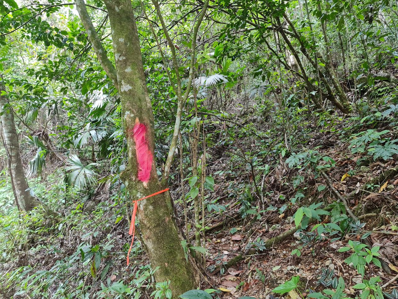 First image of Cavaliers in Cavaliers, St. Andrew, Jamaica - property is For Sale