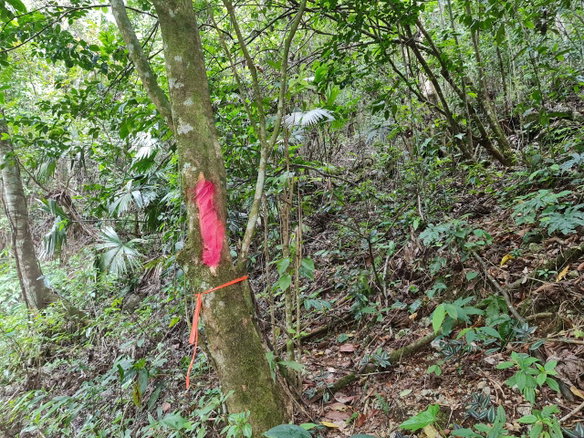 First image of Cavaliers in Cavaliers, St. Andrew, Jamaica - property is For Sale