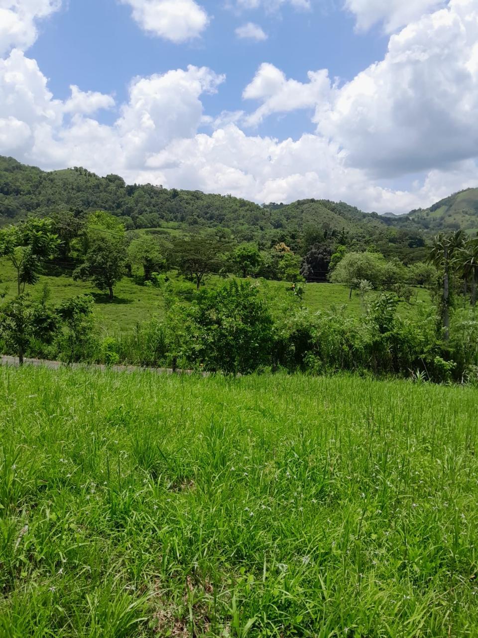 49-Acre-Development-Land-for-Sale-in-Seaford-Town-Jamaica Eleventh image of Seaford Town in SEAFORD TOWN, Westmoreland, Jamaica - property is For Sale