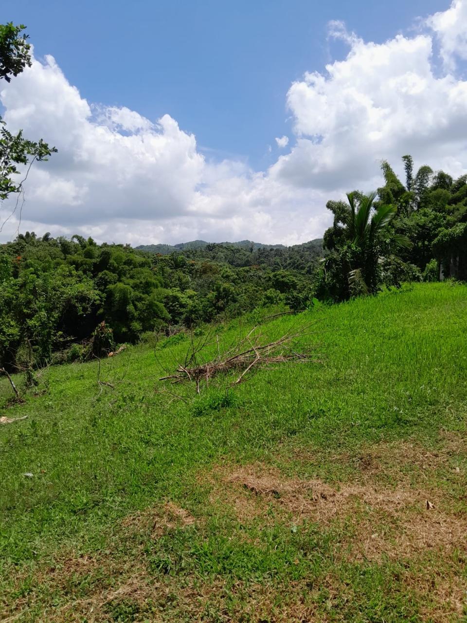 49-Acre-Development-Land-for-Sale-in-Seaford-Town-Jamaica Twelfth image of Seaford Town in SEAFORD TOWN, Westmoreland, Jamaica - property is For Sale