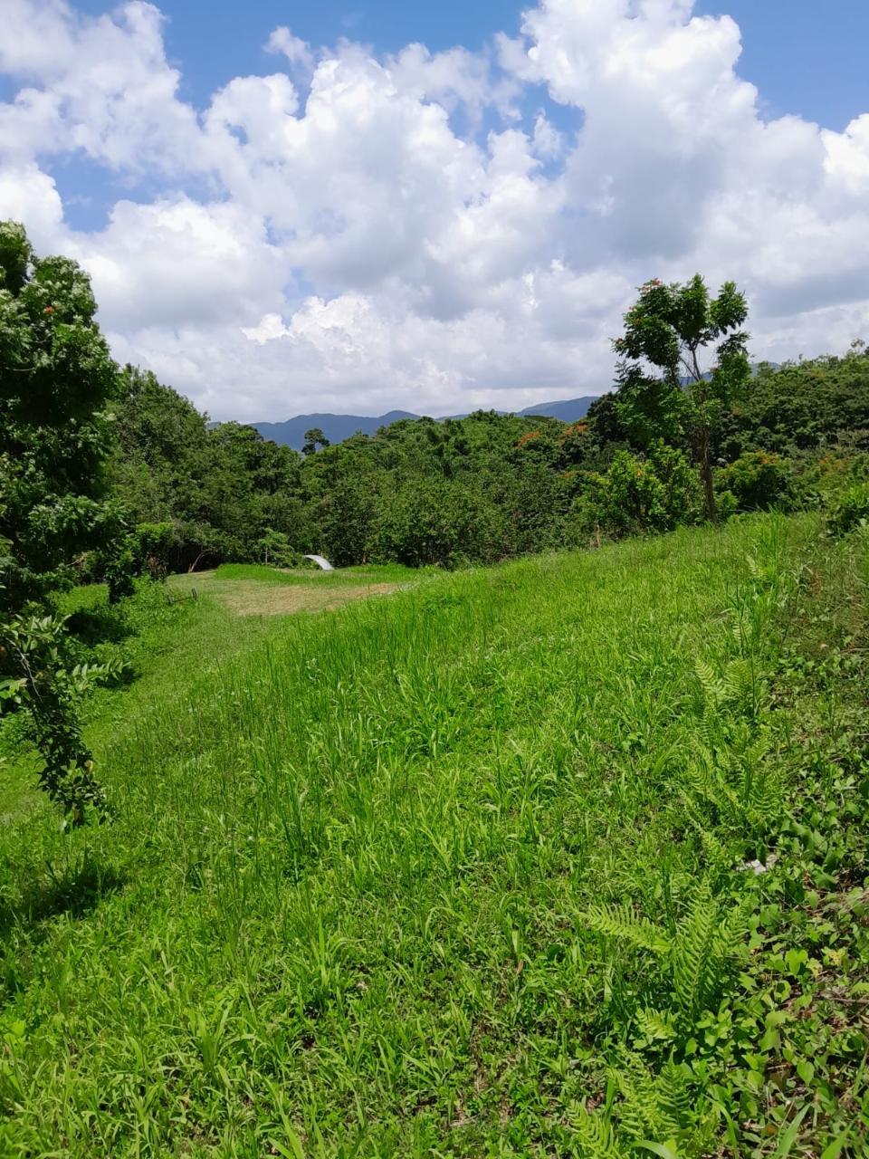 49-Acre-Development-Land-for-Sale-in-Seaford-Town-Jamaica Seventeenth image of Seaford Town in SEAFORD TOWN, Westmoreland, Jamaica - property is For Sale