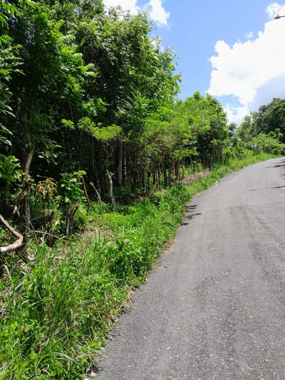49-Acre-Development-Land-for-Sale-in-Seaford-Town-Jamaica Nineteenth image of Seaford Town in SEAFORD TOWN, Westmoreland, Jamaica - property is For Sale