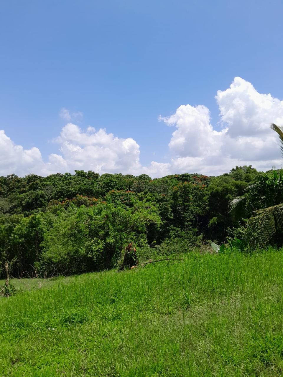 49-Acre-Development-Land-for-Sale-in-Seaford-Town-Jamaica Fifth image of Seaford Town in SEAFORD TOWN, Westmoreland, Jamaica - property is For Sale