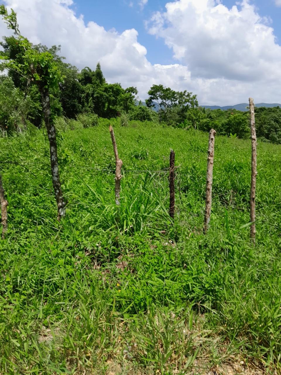 49-Acre-Development-Land-for-Sale-in-Seaford-Town-Jamaica Tenth image of Seaford Town in SEAFORD TOWN, Westmoreland, Jamaica - property is For Sale