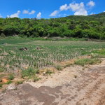 First image of New Forest, Manchester in New Forest, Manchester, Jamaica - property is For Sale