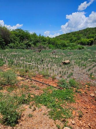 Third image of New Forest, Manchester in New Forest, Manchester, Jamaica - property is For Sale