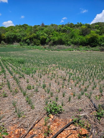 Fourth image of New Forest, Manchester in New Forest, Manchester, Jamaica - property is For Sale