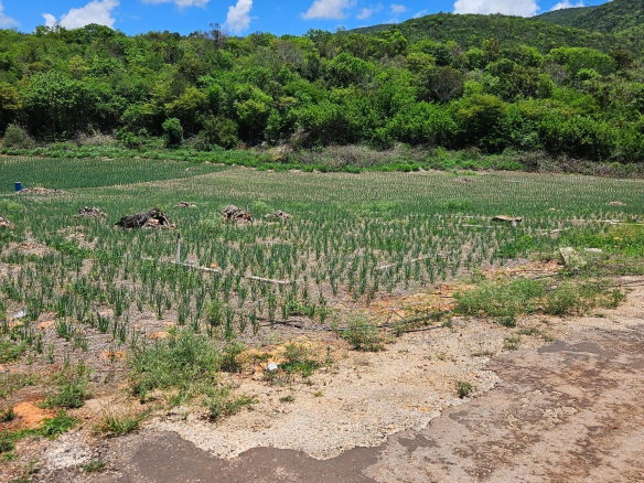 First image of New Forest, Manchester in New Forest, Manchester, Jamaica - property is For Sale