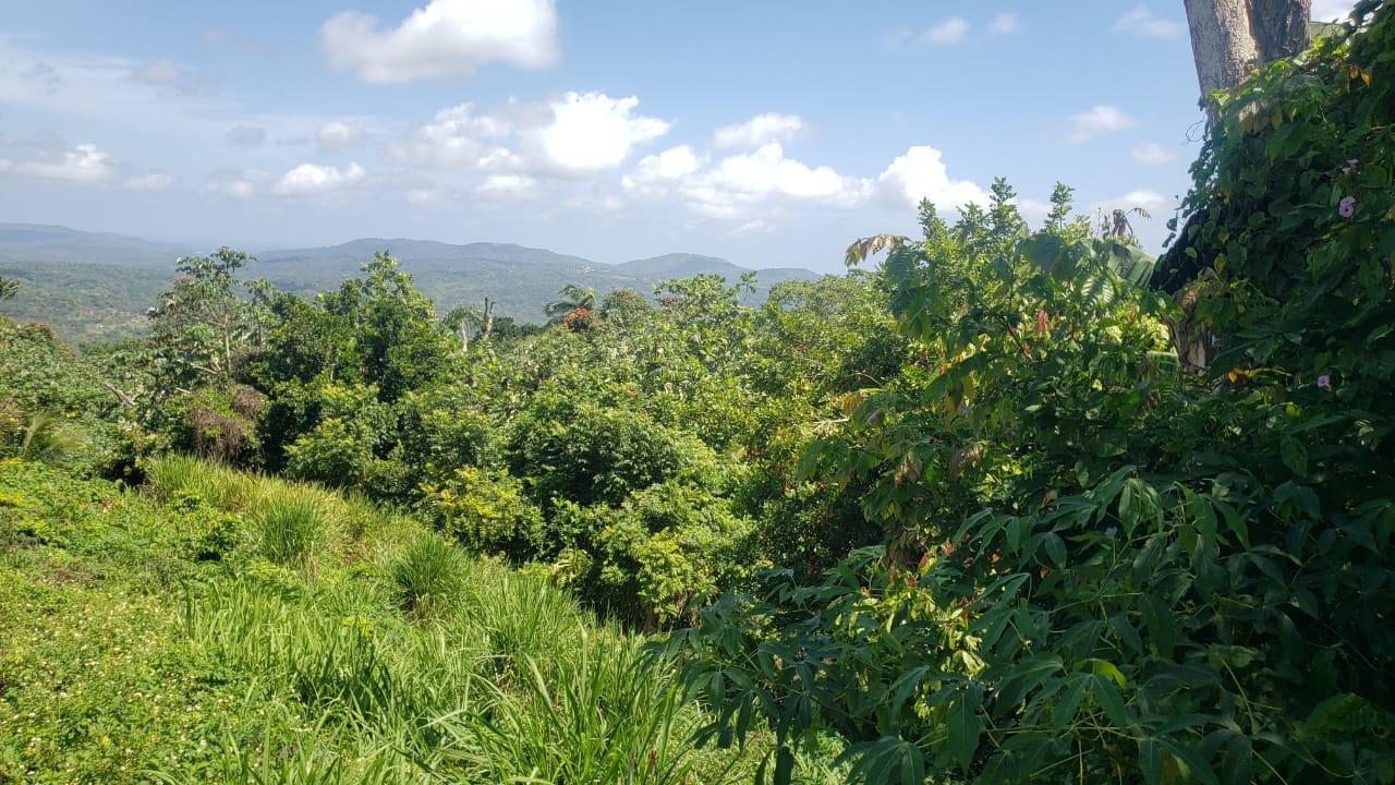 Sixth image of Cromwell Lands, Highgate in Highgate, St. Mary, Jamaica - property is For Sale