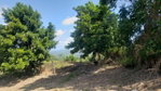First image of Cromwell Lands, Highgate in Highgate, St. Mary, Jamaica - property is For Sale