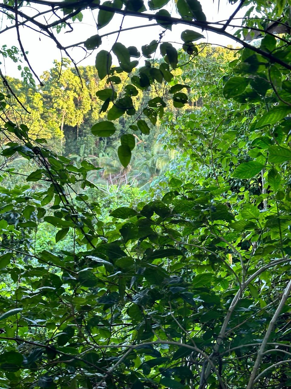 Ninth image of Leyton-orange Bay Portland in Orange Bay, Portland, Jamaica - property is For Sale