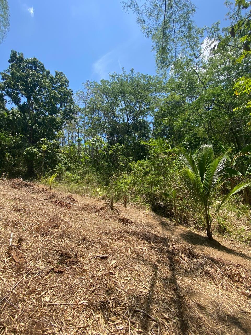 Eleventh image of 15 Saxham, Hanover in Saxham, Hanover, Jamaica - property is For Sale
