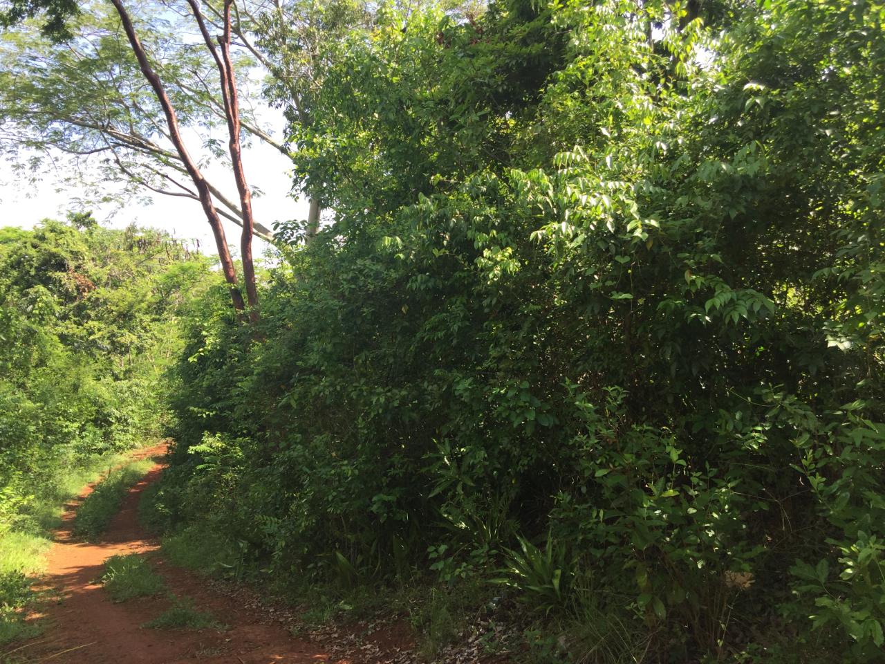 Seventh image of Paul Mountain, Top Mounta in Pauls Mountain, St. Catherine, Jamaica - property is For Sale