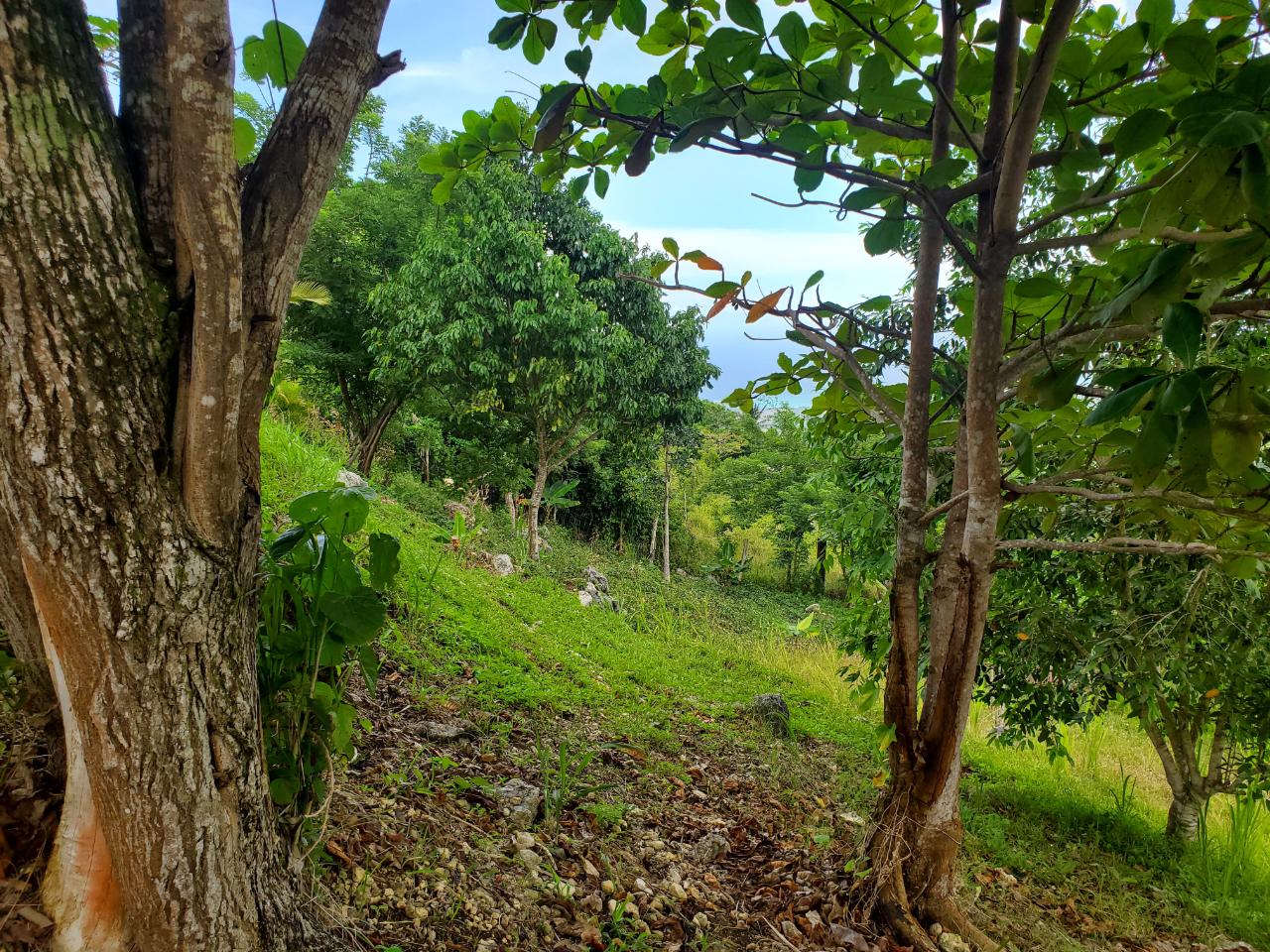 5-Acres-of-Ocean-View-Land-for-Sale-in-St.-Ann-Jamaica Seventeenth image of 215 Free Hill in St. Ann's Bay, St. Ann, Jamaica - property is For Sale