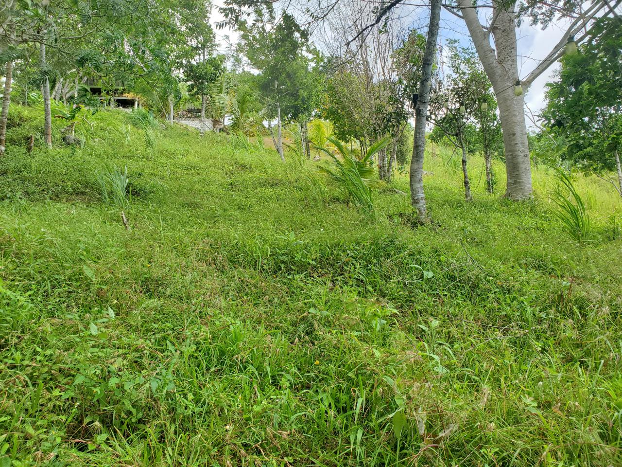 5-Acres-of-Ocean-View-Land-for-Sale-in-St.-Ann-Jamaica Twenty-Sixth image of 215 Free Hill in St. Ann's Bay, St. Ann, Jamaica - property is For Sale