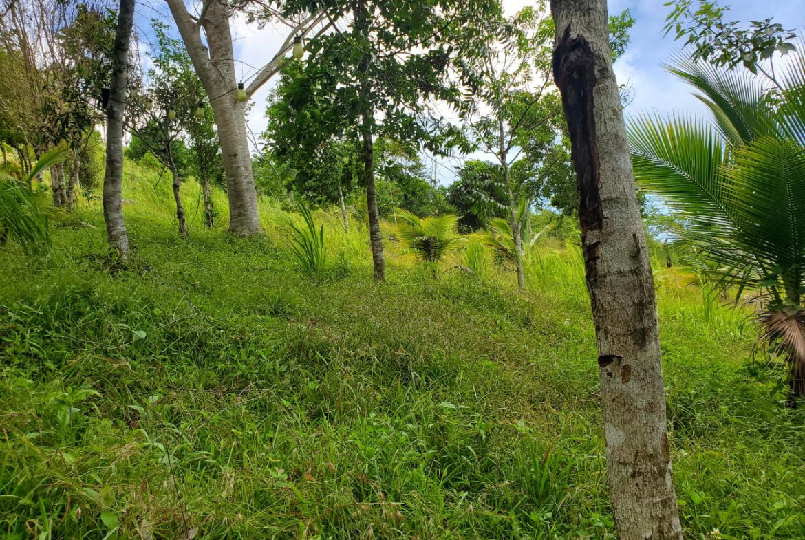 Twenty-Seventh image of 215 Free Hill in St. Ann's Bay, St. Ann, Jamaica - property is For Sale