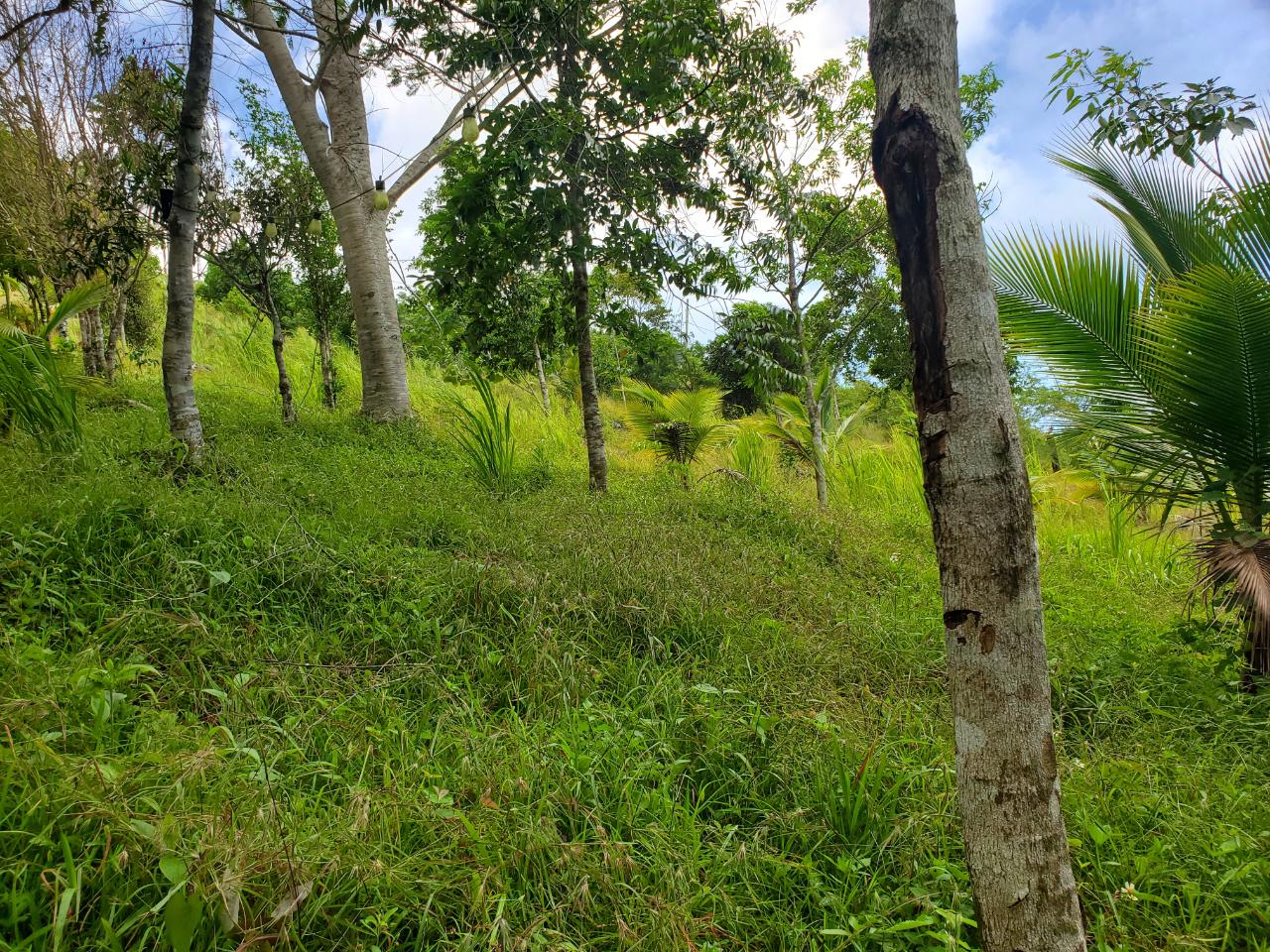 5-Acres-of-Ocean-View-Land-for-Sale-in-St.-Ann-Jamaica Twenty-Seventh image of 215 Free Hill in St. Ann's Bay, St. Ann, Jamaica - property is For Sale