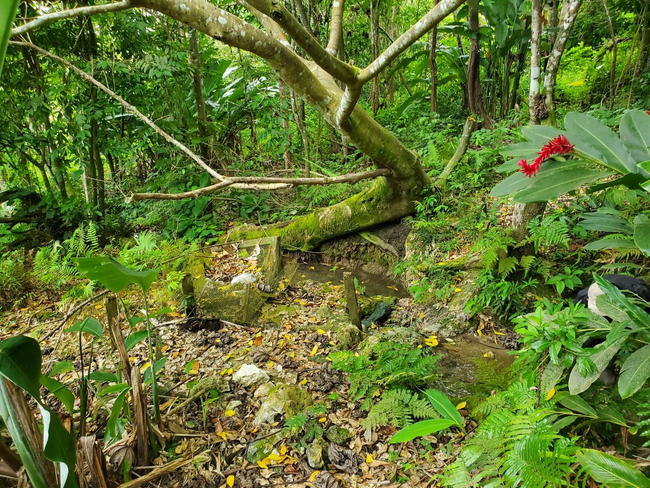 5-Acres-of-Ocean-View-Land-for-Sale-in-St.-Ann-Jamaica Twenty-Eighth image of 215 Free Hill in St. Ann's Bay, St. Ann, Jamaica - property is For Sale