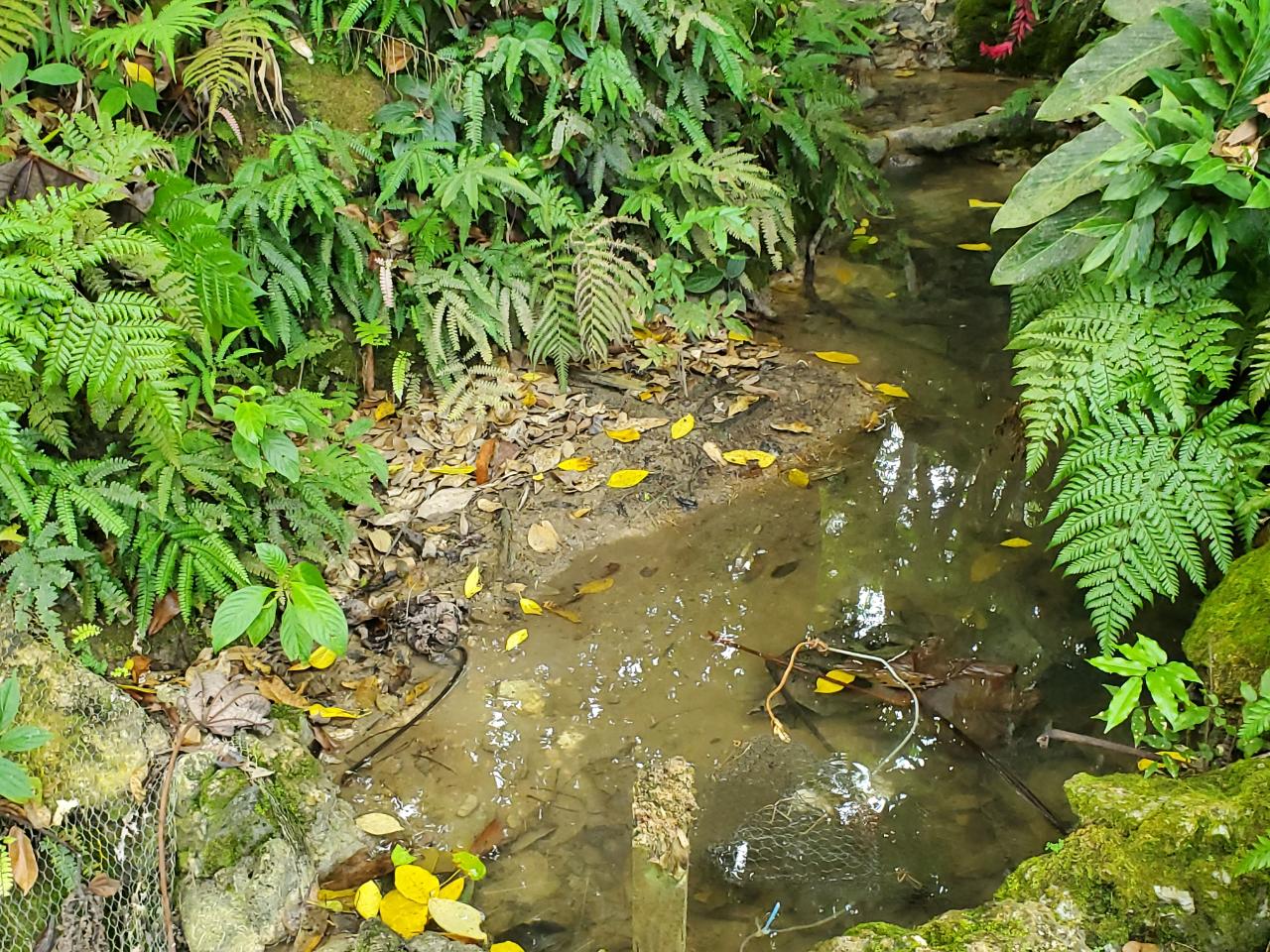 5-Acres-of-Ocean-View-Land-for-Sale-in-St.-Ann-Jamaica Thirtieth image of 215 Free Hill in St. Ann's Bay, St. Ann, Jamaica - property is For Sale