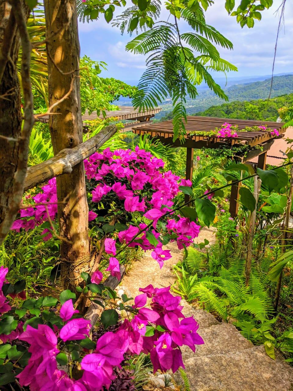 5-Acres-of-Ocean-View-Land-for-Sale-in-St.-Ann-Jamaica Ninth image of 215 Free Hill in St. Ann's Bay, St. Ann, Jamaica - property is For Sale