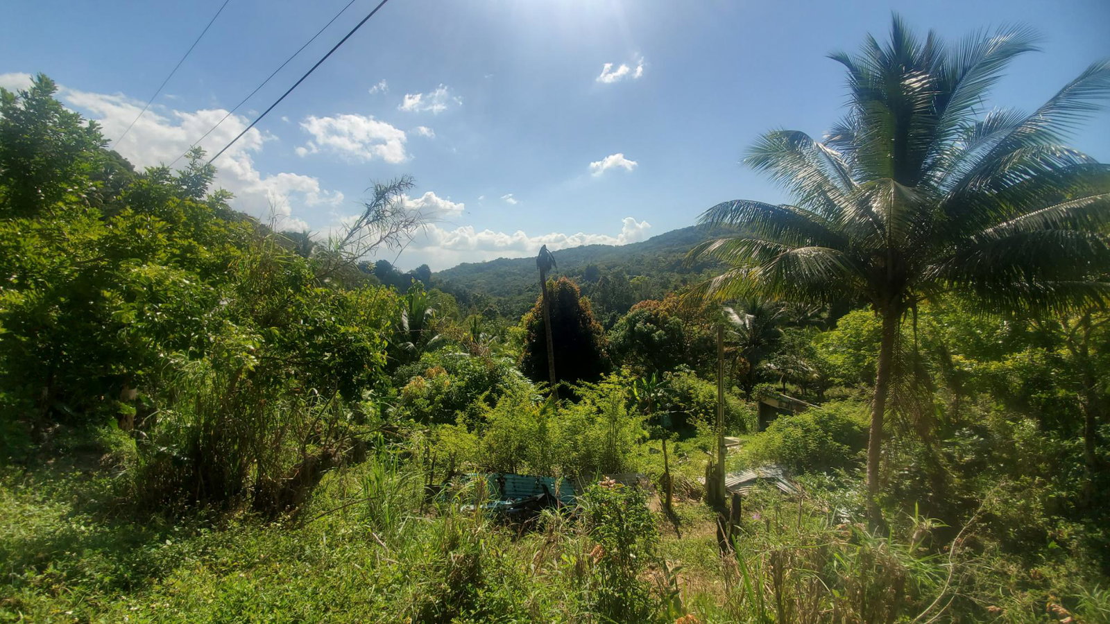 5-Acres-of-Prime-Agricultural-Land-for-Sale-in-Mount-Stewart-Jamaica Third image of Mount Stewart in Wilmington, St. Thomas, Jamaica - property is For Sale