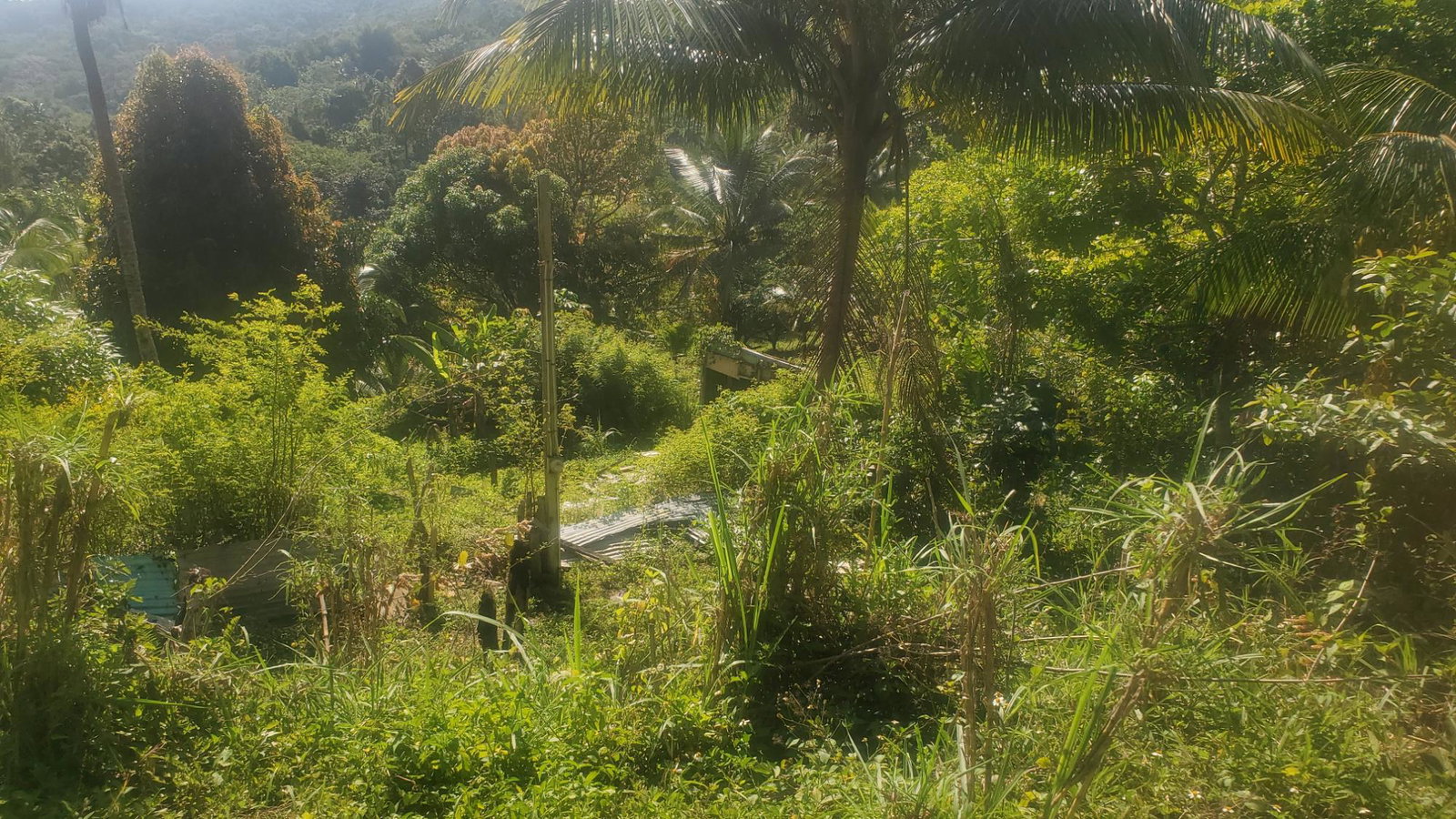 5-Acres-of-Prime-Agricultural-Land-for-Sale-in-Mount-Stewart-Jamaica Fifth image of Mount Stewart in Wilmington, St. Thomas, Jamaica - property is For Sale