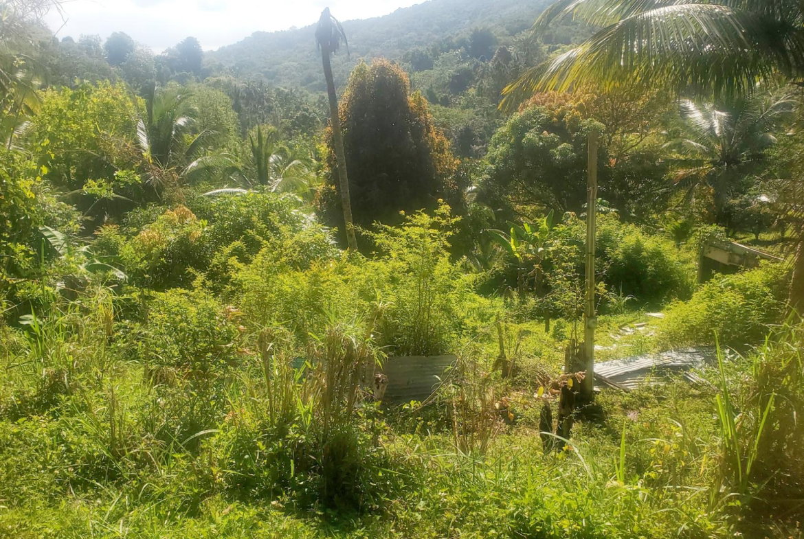 Sixth image of Mount Stewart in Wilmington, St. Thomas, Jamaica - property is For Sale
