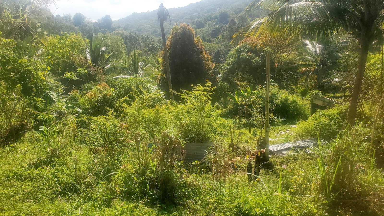 5-Acres-of-Prime-Agricultural-Land-for-Sale-in-Mount-Stewart-Jamaica Sixth image of Mount Stewart in Wilmington, St. Thomas, Jamaica - property is For Sale