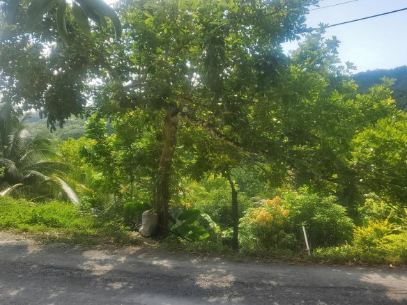 First image of Mount Stewart in Wilmington, St. Thomas, Jamaica - property is For Sale