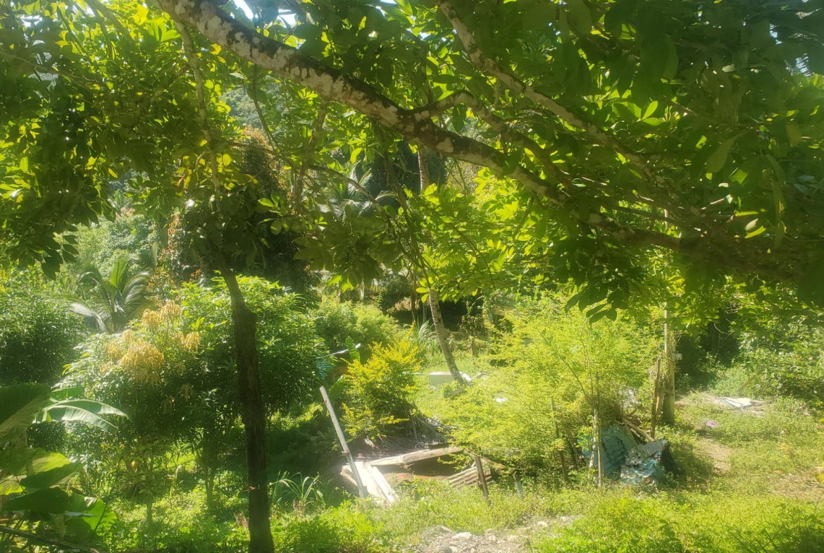 Seventh image of Mount Stewart in Wilmington, St. Thomas, Jamaica - property is For Sale