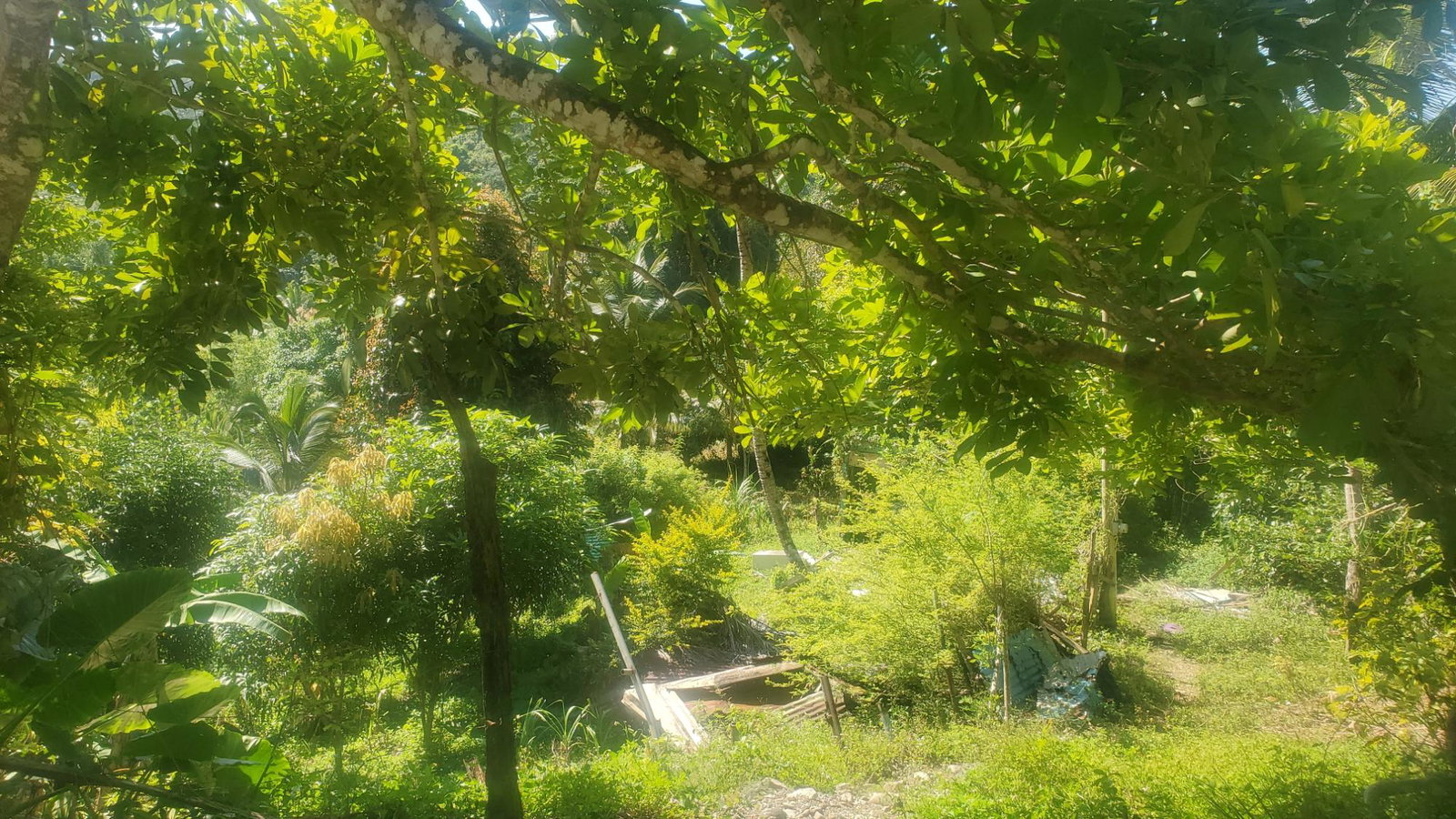 5-Acres-of-Prime-Agricultural-Land-for-Sale-in-Mount-Stewart-Jamaica Seventh image of Mount Stewart in Wilmington, St. Thomas, Jamaica - property is For Sale