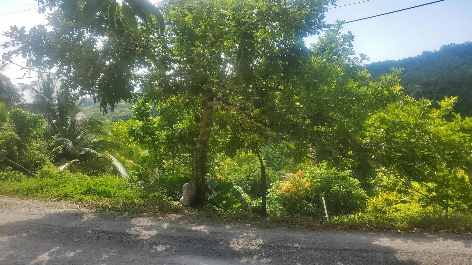 5-Acres-of-Prime-Agricultural-Land-for-Sale-in-Mount-Stewart-Jamaica First image of Mount Stewart in Wilmington, St. Thomas, Jamaica - property is For Sale