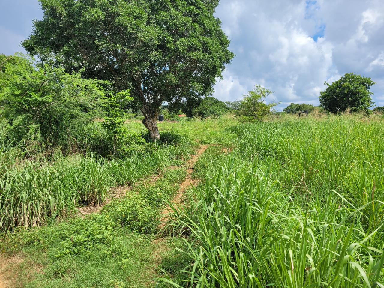 Third image of Lenons Wood in Treasure Beach, St. Elizabeth, Jamaica - property is For Sale