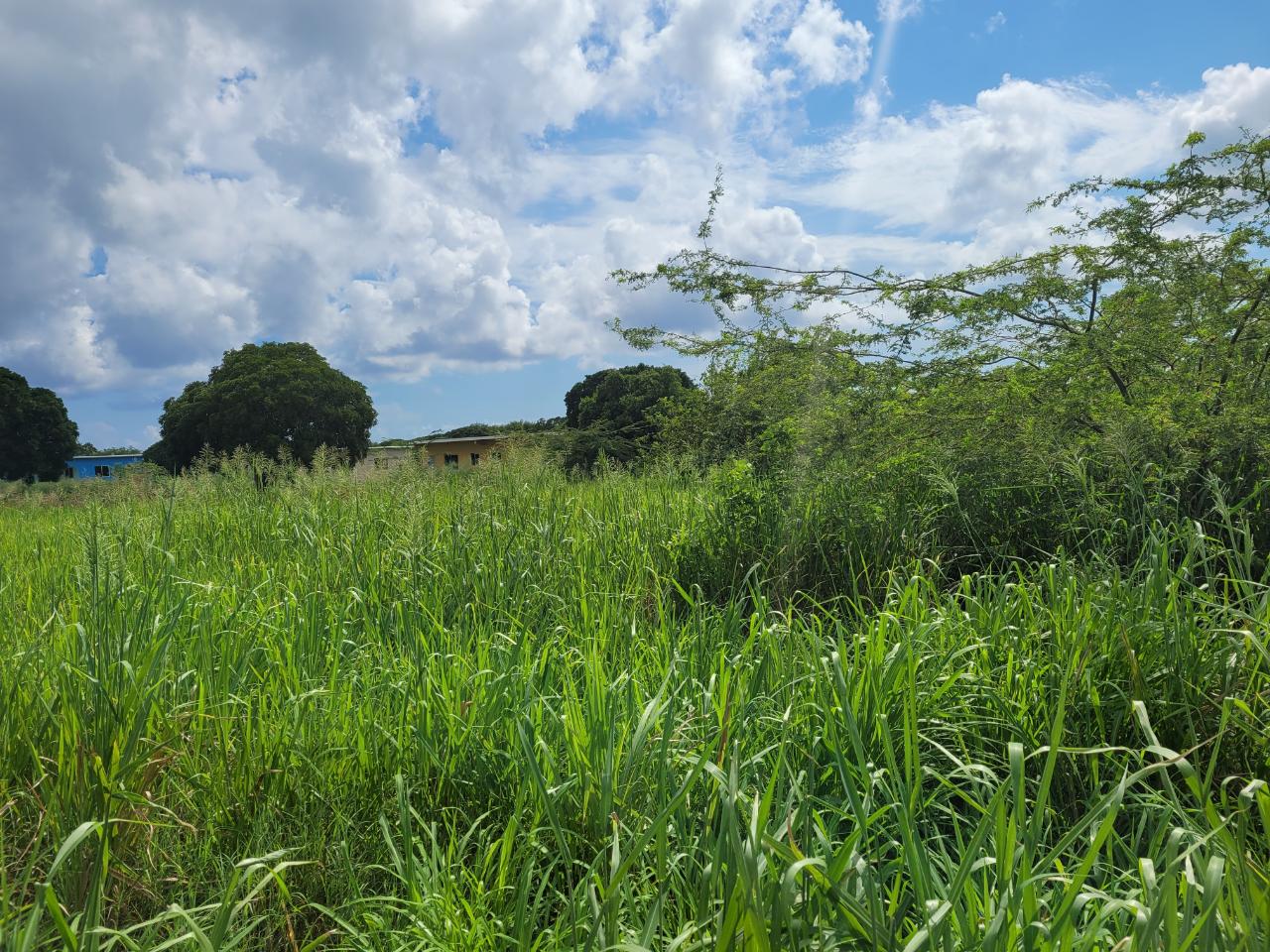 Fourth image of Lenons Wood in Treasure Beach, St. Elizabeth, Jamaica - property is For Sale