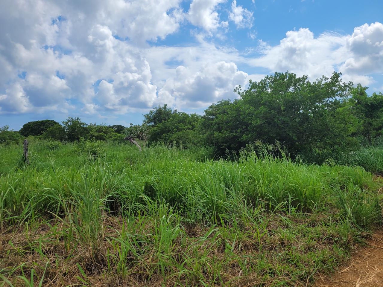 Fifth image of Lenons Wood in Treasure Beach, St. Elizabeth, Jamaica - property is For Sale