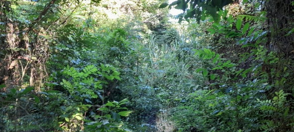 Fourteenth image of 16b Sussex Estate Road in St. Ann's Bay, St. Ann, Jamaica - property is For Sale