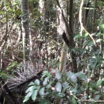 First image of 16b Sussex Estate Road in St. Ann's Bay, St. Ann, Jamaica - property is For Sale