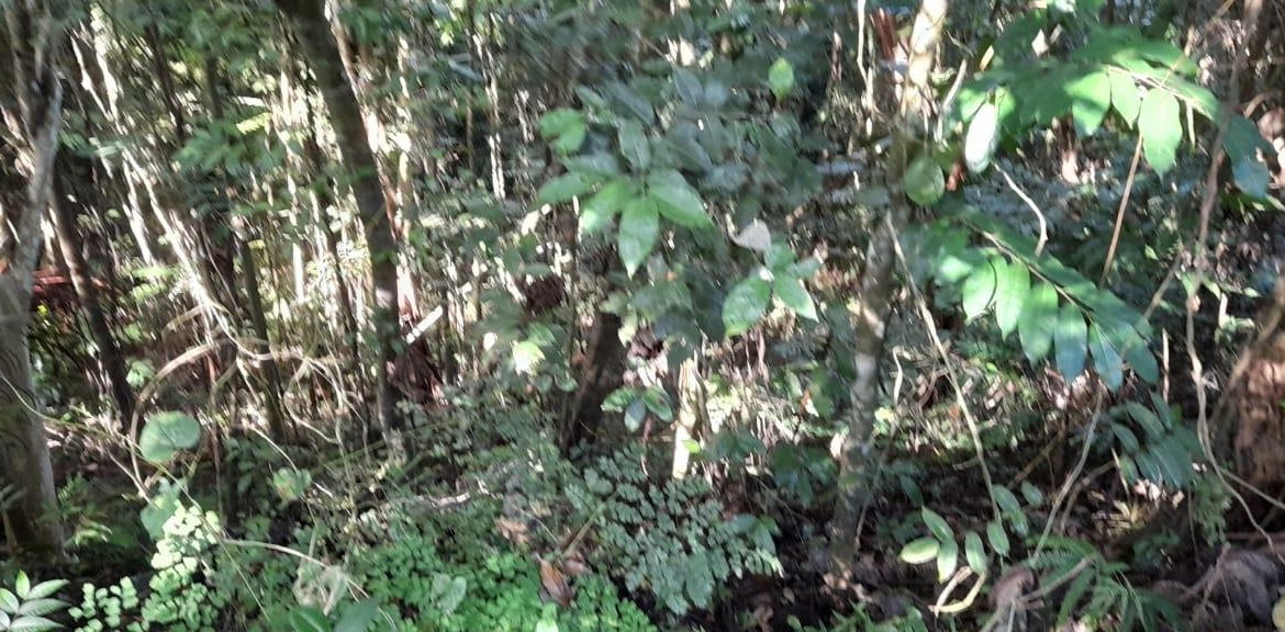 Nineteenth image of 16b Sussex Estate Road in St. Ann's Bay, St. Ann, Jamaica - property is For Sale