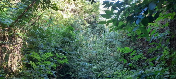 Sixth image of 16b Sussex Estate Road in St. Ann's Bay, St. Ann, Jamaica - property is For Sale