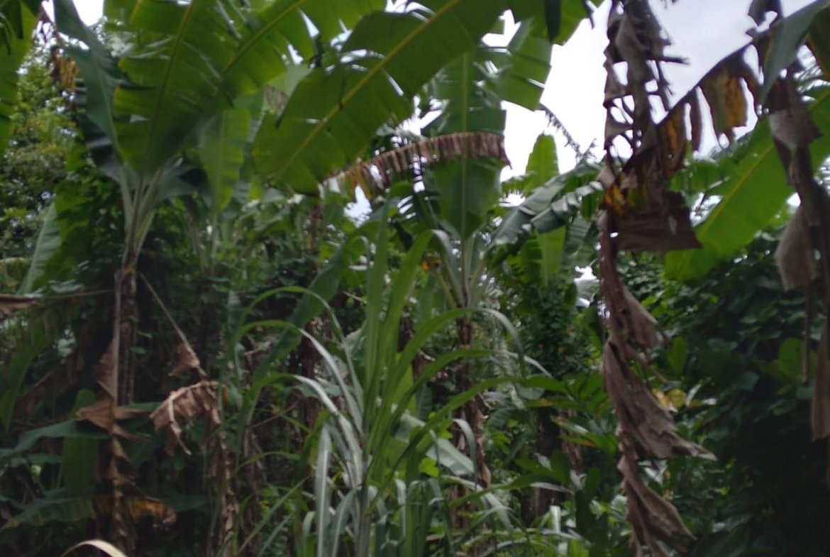 Ninth image of 19- Stenett Street in Port Maria, St. Mary, Jamaica - property is For Sale