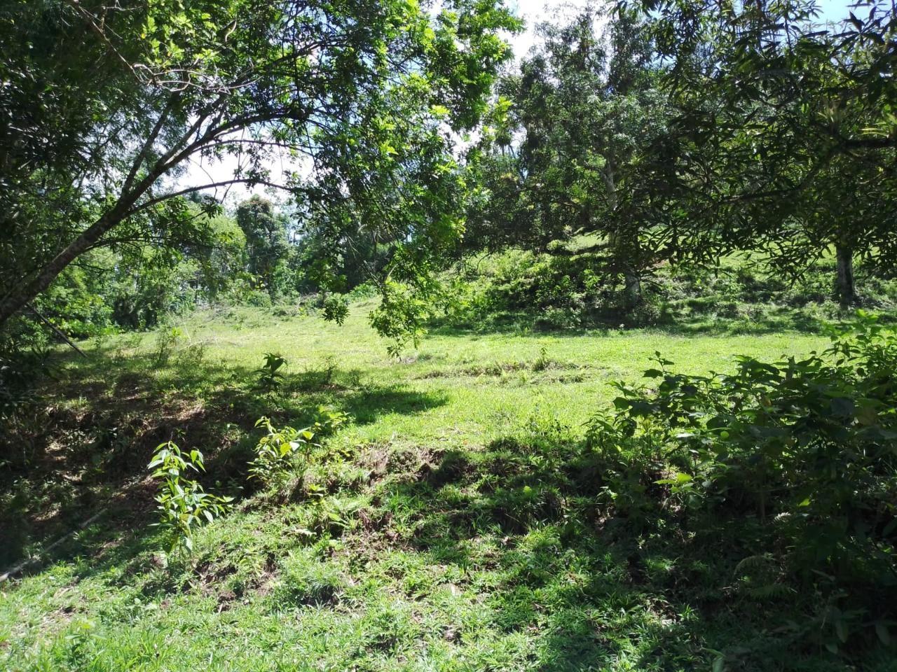 Twenty-Sixth image of Lambs River in Lambs River, Westmoreland, Jamaica - property is For Sale