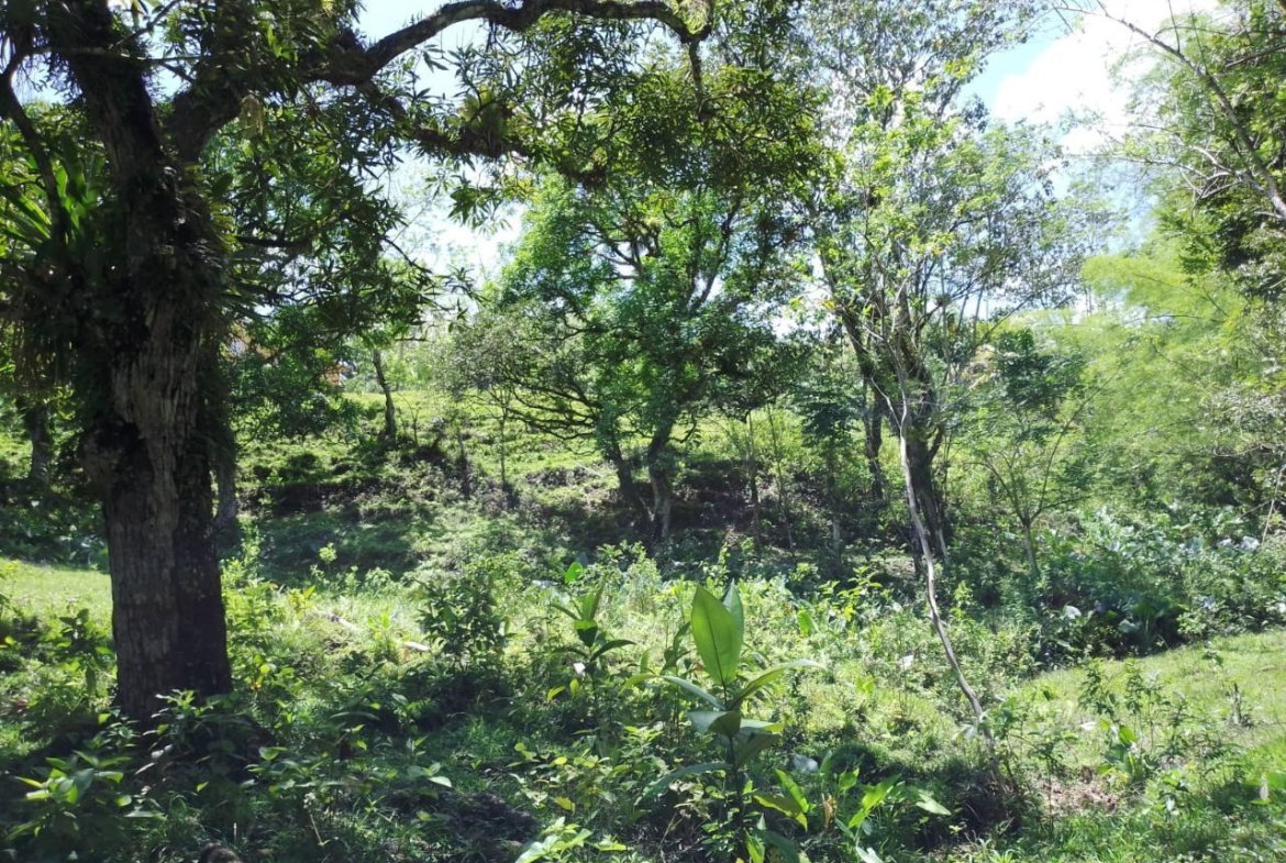 Twenty-Seventh image of Lambs River in Lambs River, Westmoreland, Jamaica - property is For Sale