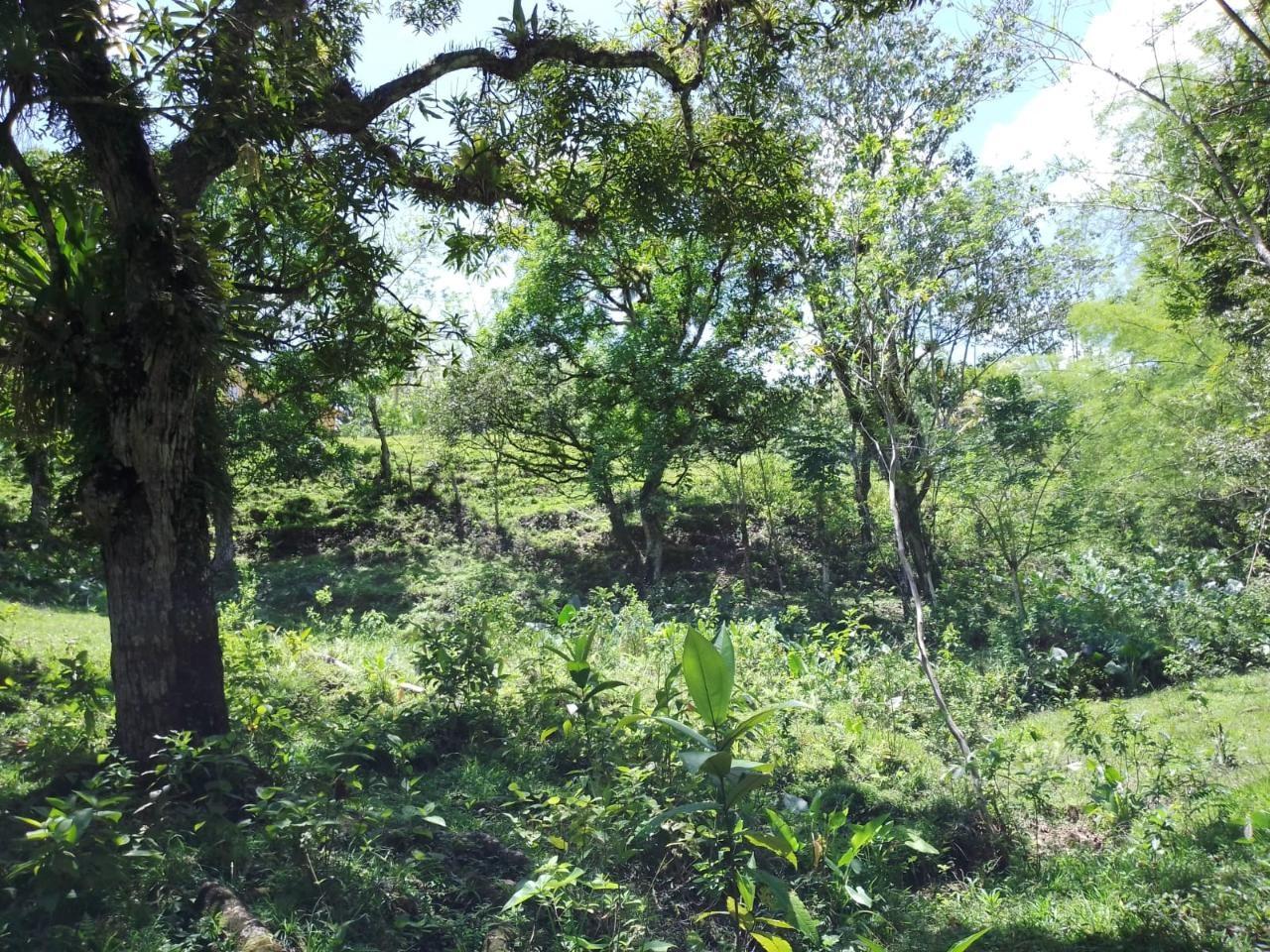 Twenty-Seventh image of Lambs River in Lambs River, Westmoreland, Jamaica - property is For Sale