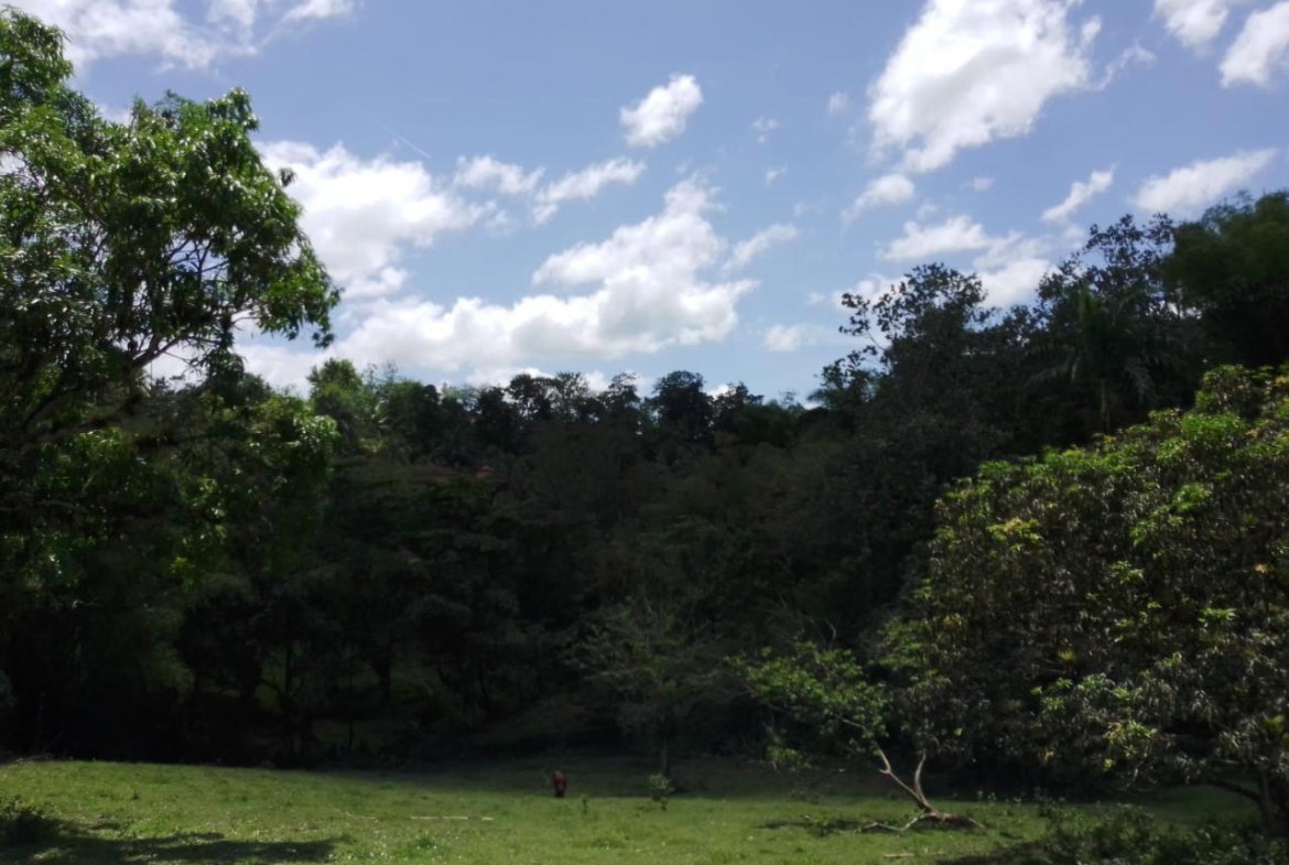 Twenty-Eighth image of Lambs River in Lambs River, Westmoreland, Jamaica - property is For Sale